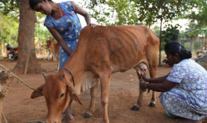 Cow Sri Lank Oxfam